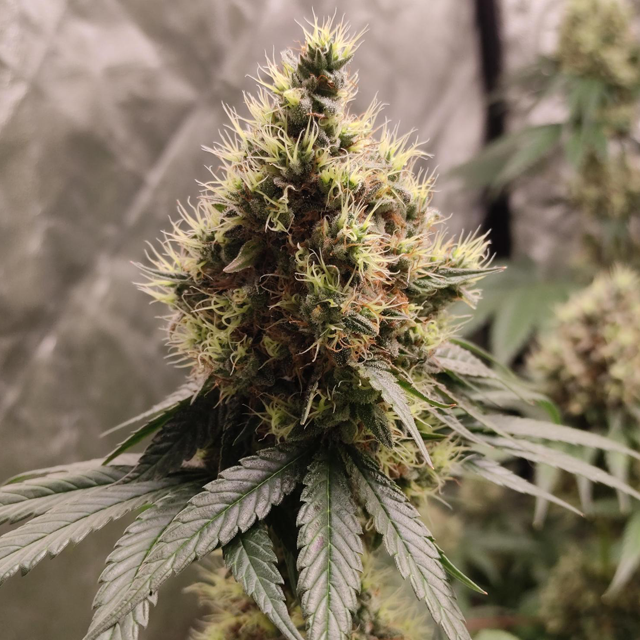 Original Sensible Seeds Garlic Cookies Image 3